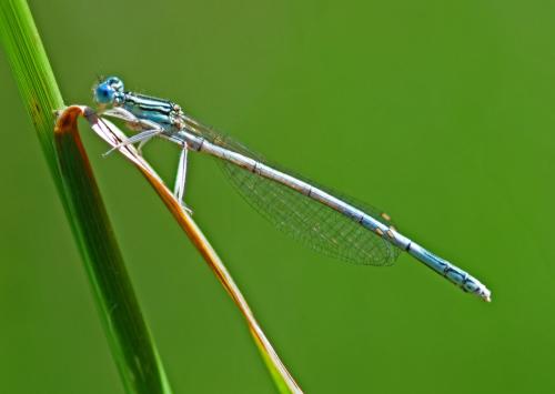 Platycnemis pennipes